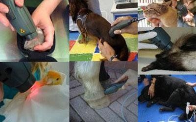 Interventi di laser terapia veterinaria