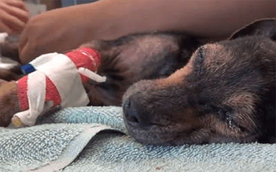 Degenza animali e cure intensive