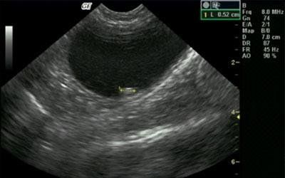 Esecuzione ecografia veterinaria