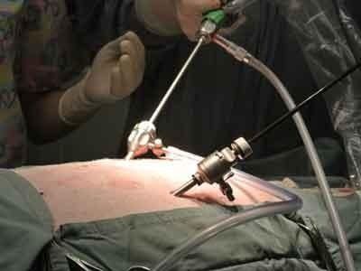 chirurgia endoscopica animali