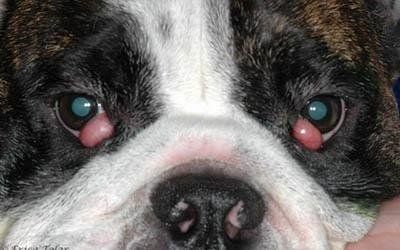 oftalmologia con chirurgia oftalmica