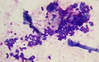 Cure dermatologiche veterinarie