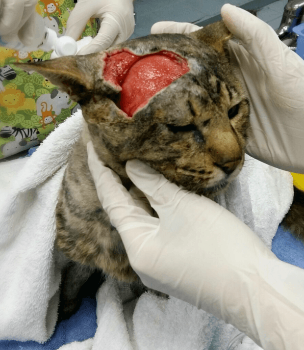 gatto chirurgia ricostruttiva