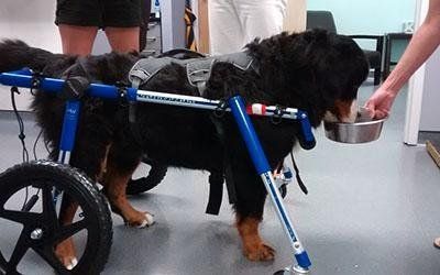 Neurologia veterinaria Vicenza