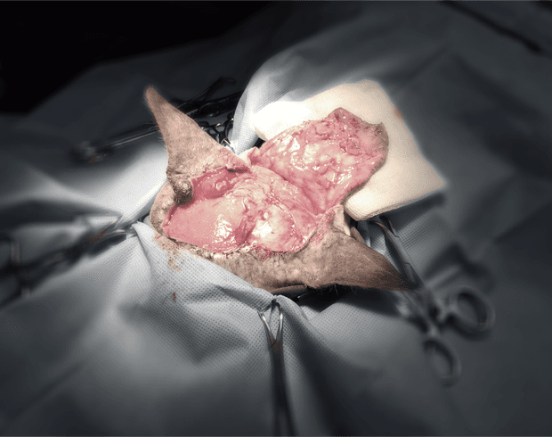 gatto chirurgia ricostruttiva