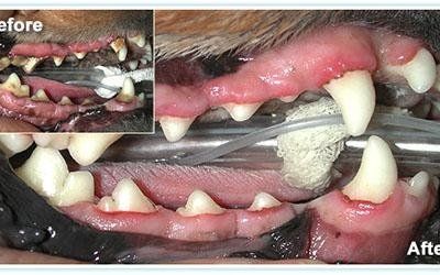 Odontostomatologia veterinaria