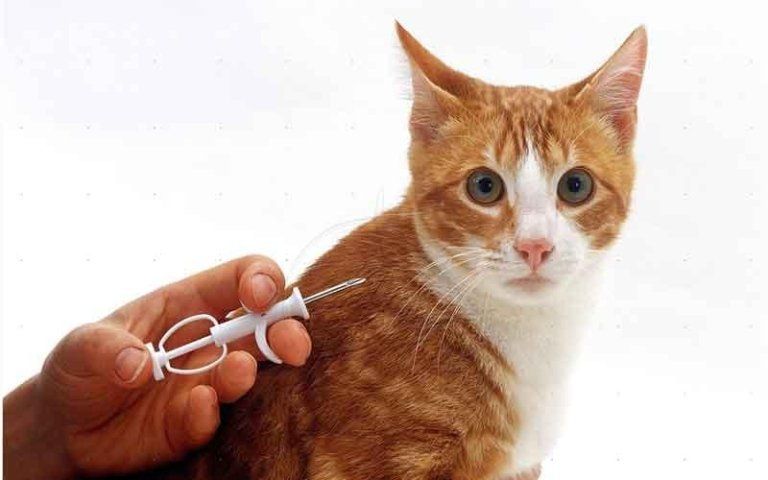 microchip per gatti
