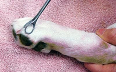 Neurologia veterinaria Vicenza