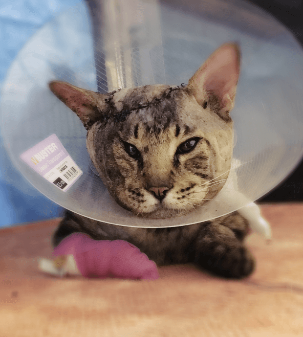 gatto chirurgia ricostruttiva