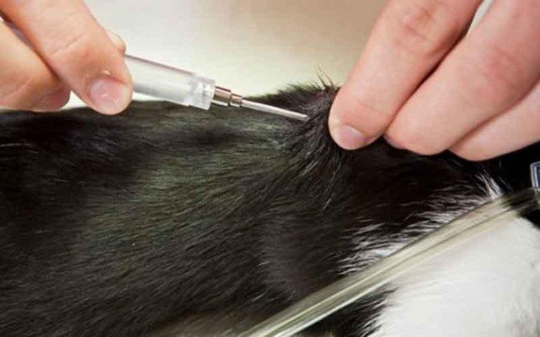 applicazione microchip per cani