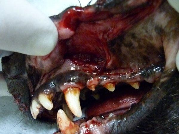 cane chirurgia ricostruttiva faccia