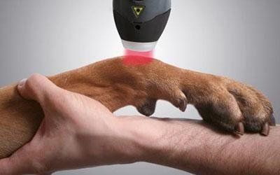 Interventi di laser terapia veterinaria