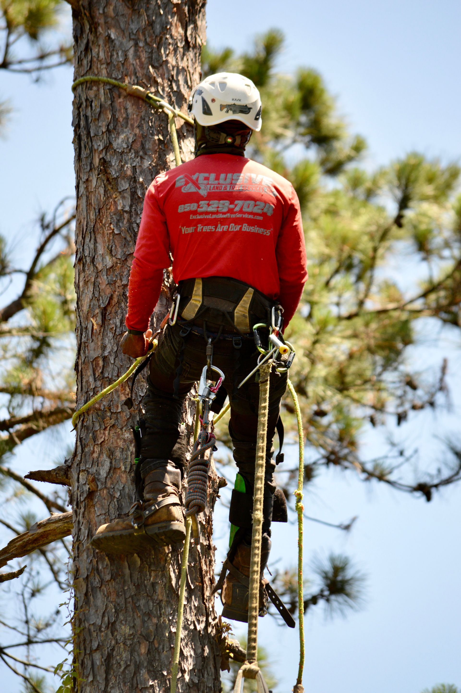 Arborist in a red shirt and helmet, climbing a tall tree with safety gear.