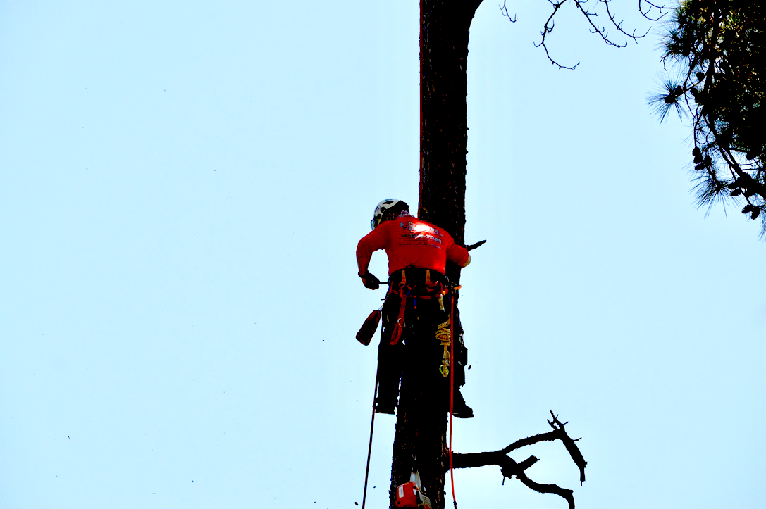 Arborist in red shirt climbing a tall tree, against a blue sky.