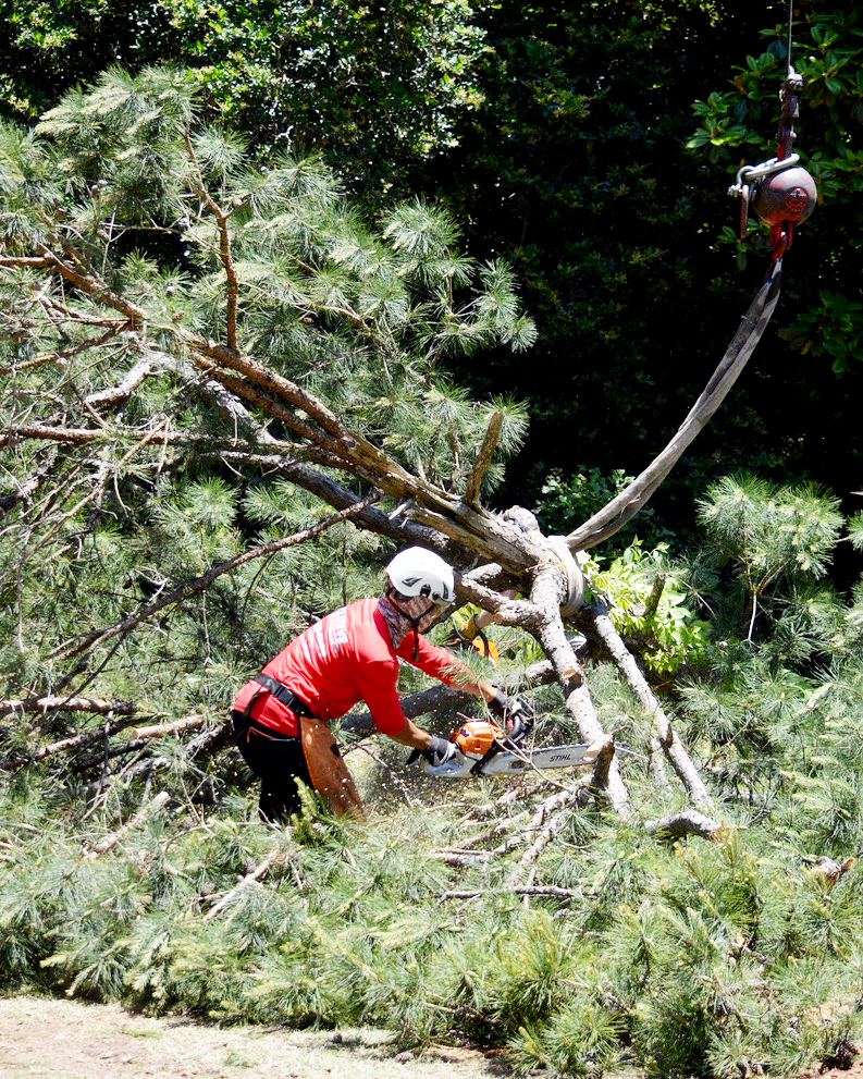 Arborist in red shirt using chainsaw to cut tree branch, suspended by crane; sunny outdoor setting.