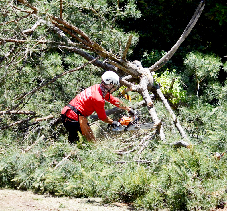 A person wearing safety gear cutting tree branches with a chainsaw outdoors.