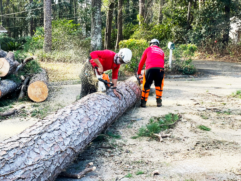Two workers in red shirts use chainsaws to cut a fallen tree trunk outdoors.