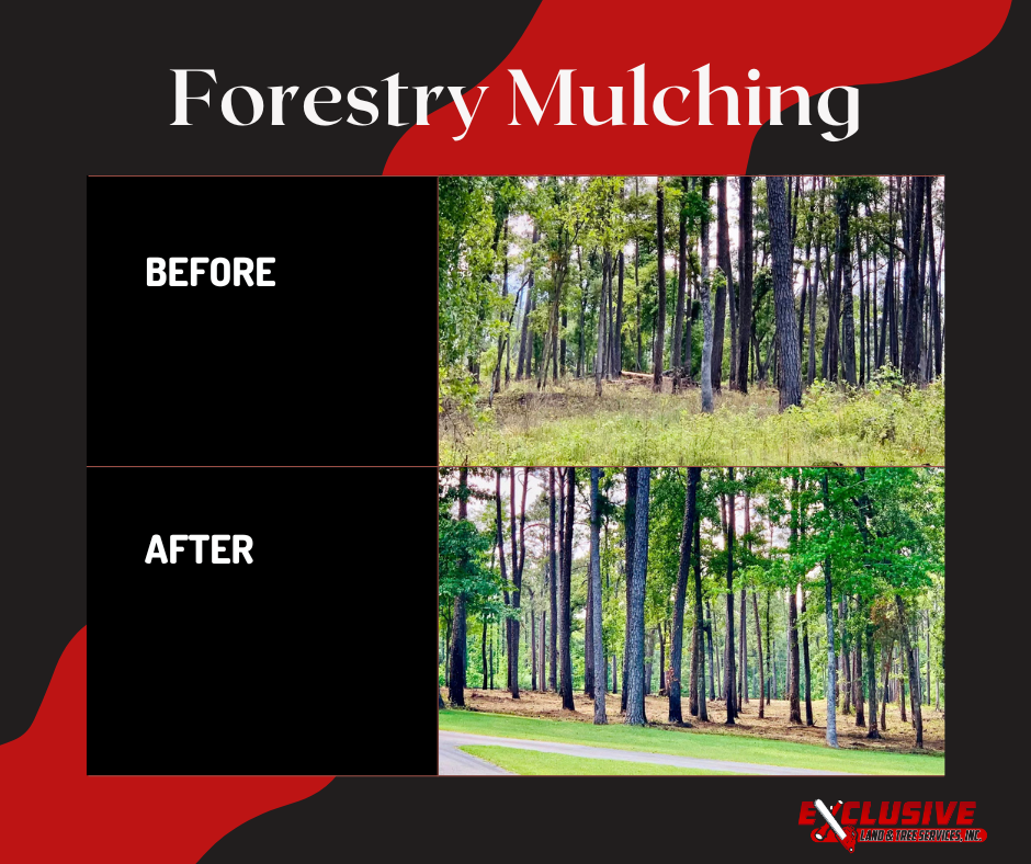 Before and after images of a forest showing the results of forestry mulching, clearing undergrowth.