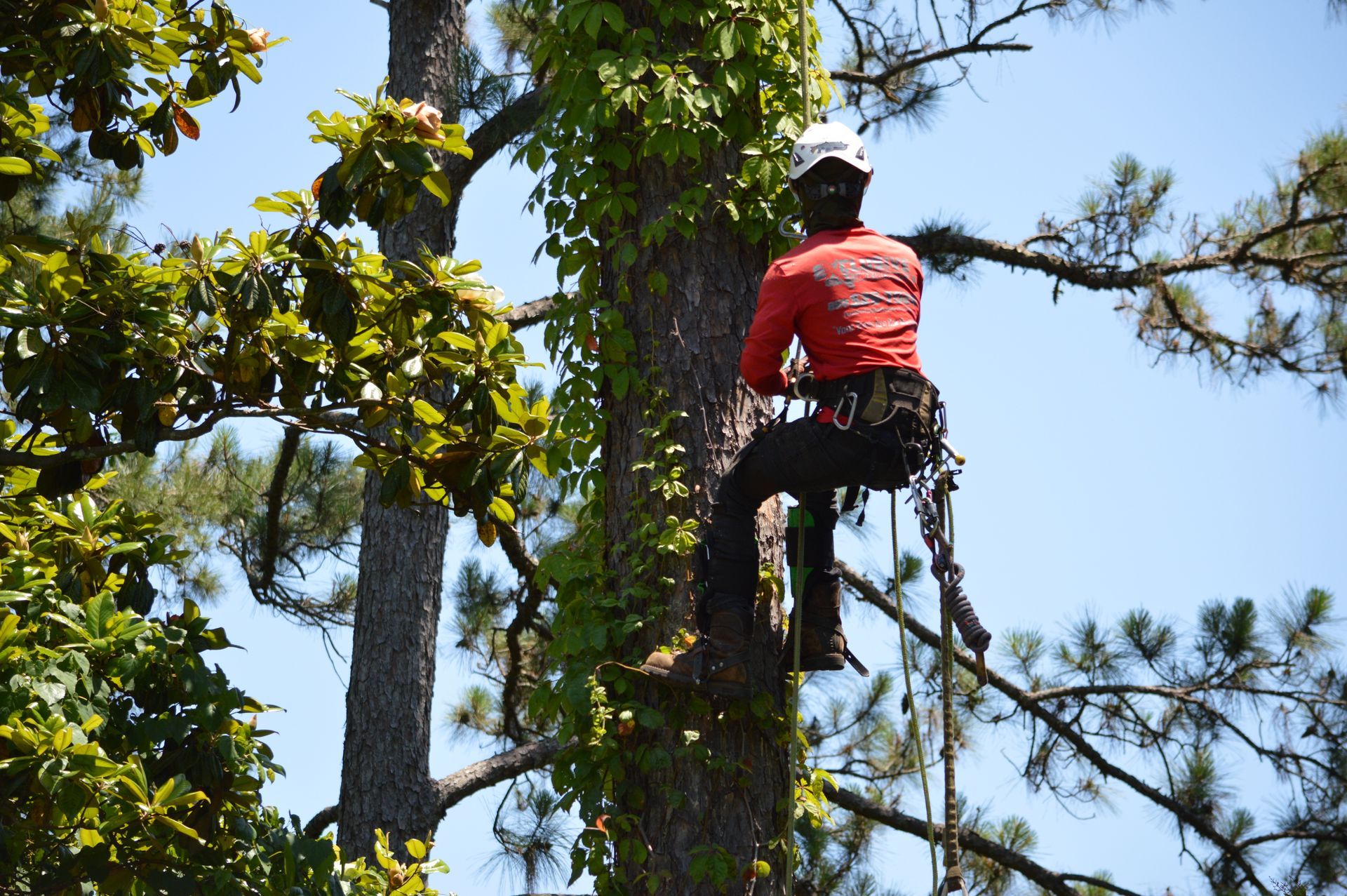 Arborist in red shirt climbing a tall tree, secured with ropes and harness against a blue sky.