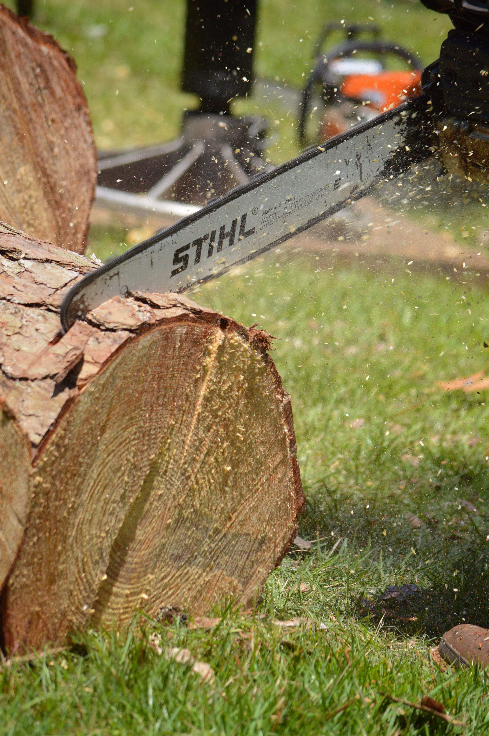 uprooted tree from the ground, uprooting the stumps, tree removal Tallahassee