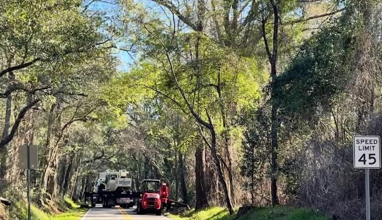 A canopy road in springtime.