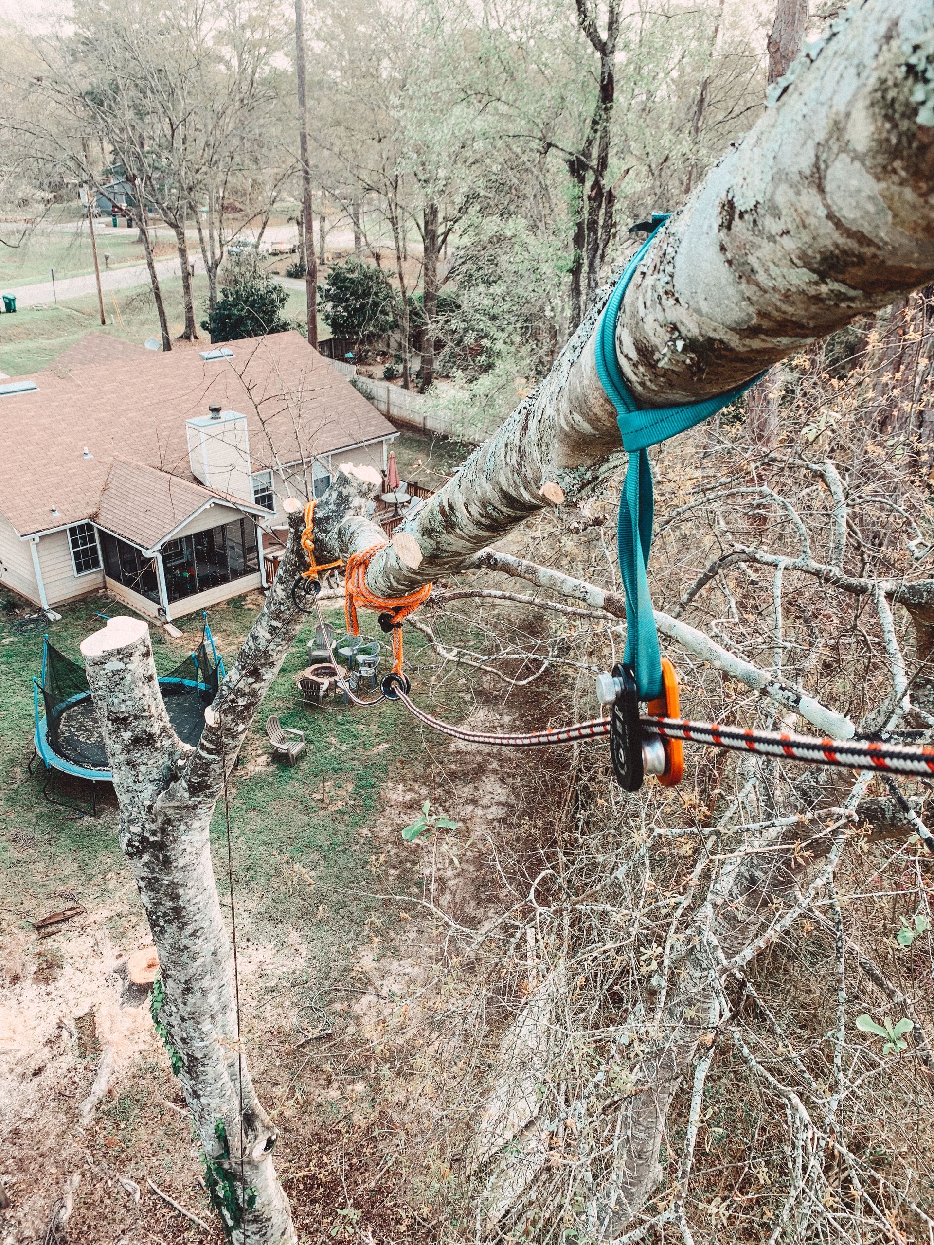 Tree branch being cut with ropes and pulleys; residential background.