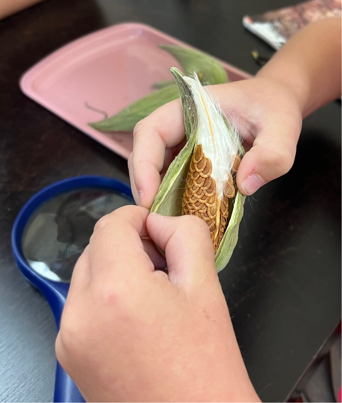 Photo of child's hand holding milkweed plant