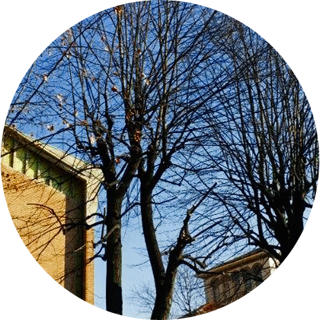 Albero d'inverno