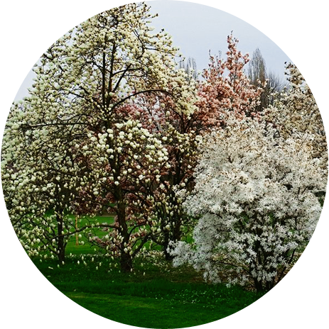 Alberi fioriti