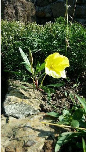 Fiore giallo
