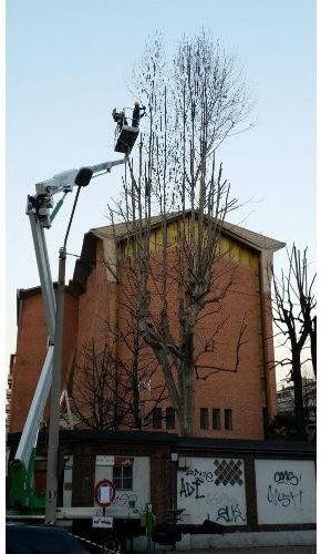 Intervento su albero e casa