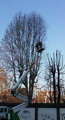 Intervento su albero