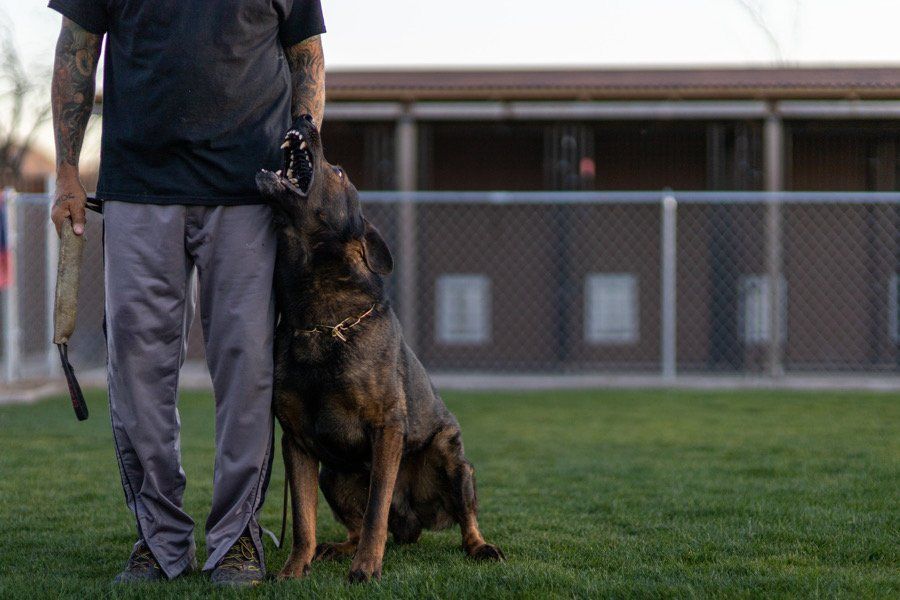 Working K9s for Sale at Levels K9