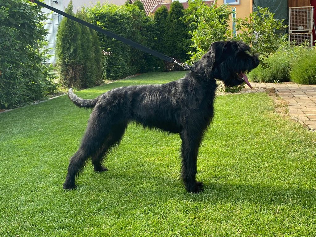 Working K9s for Sale at Levels K9