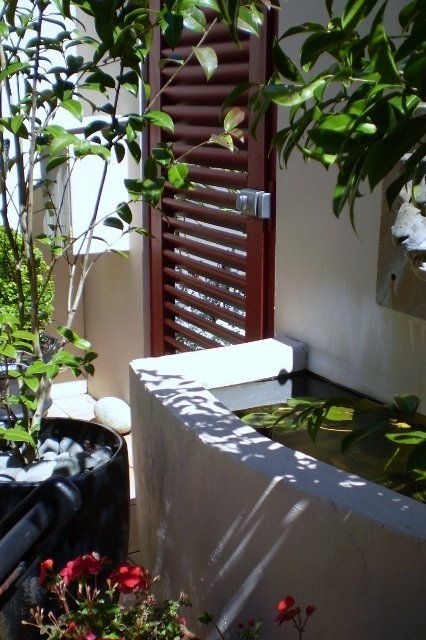 A potted plant sits in front of a window with shutters