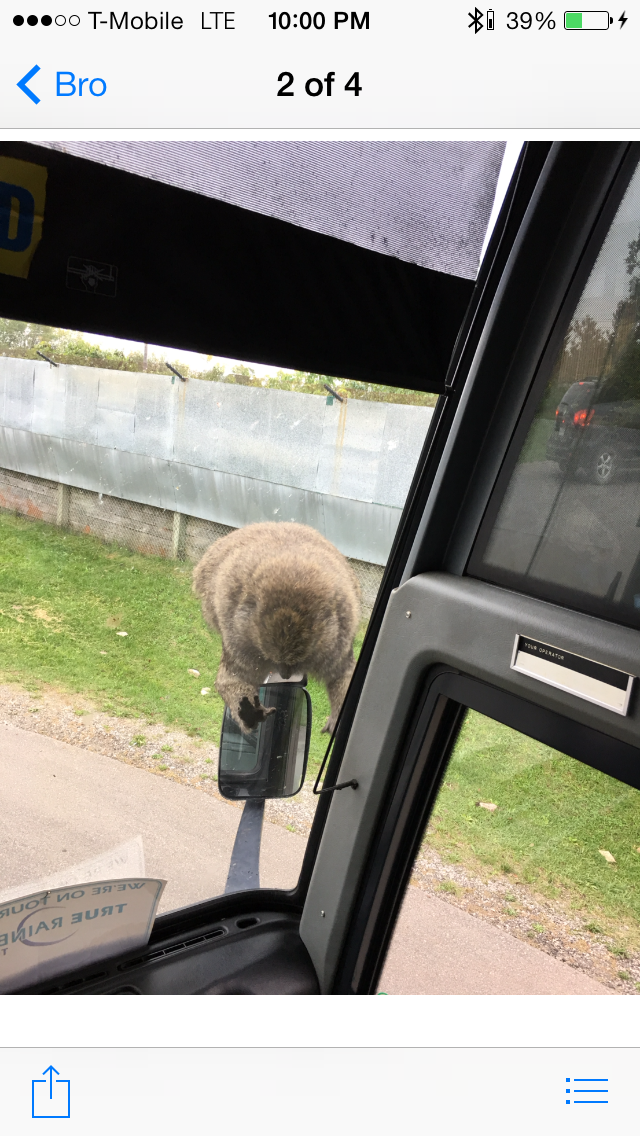 A phone screen shows a picture of a rabbit on a pole.