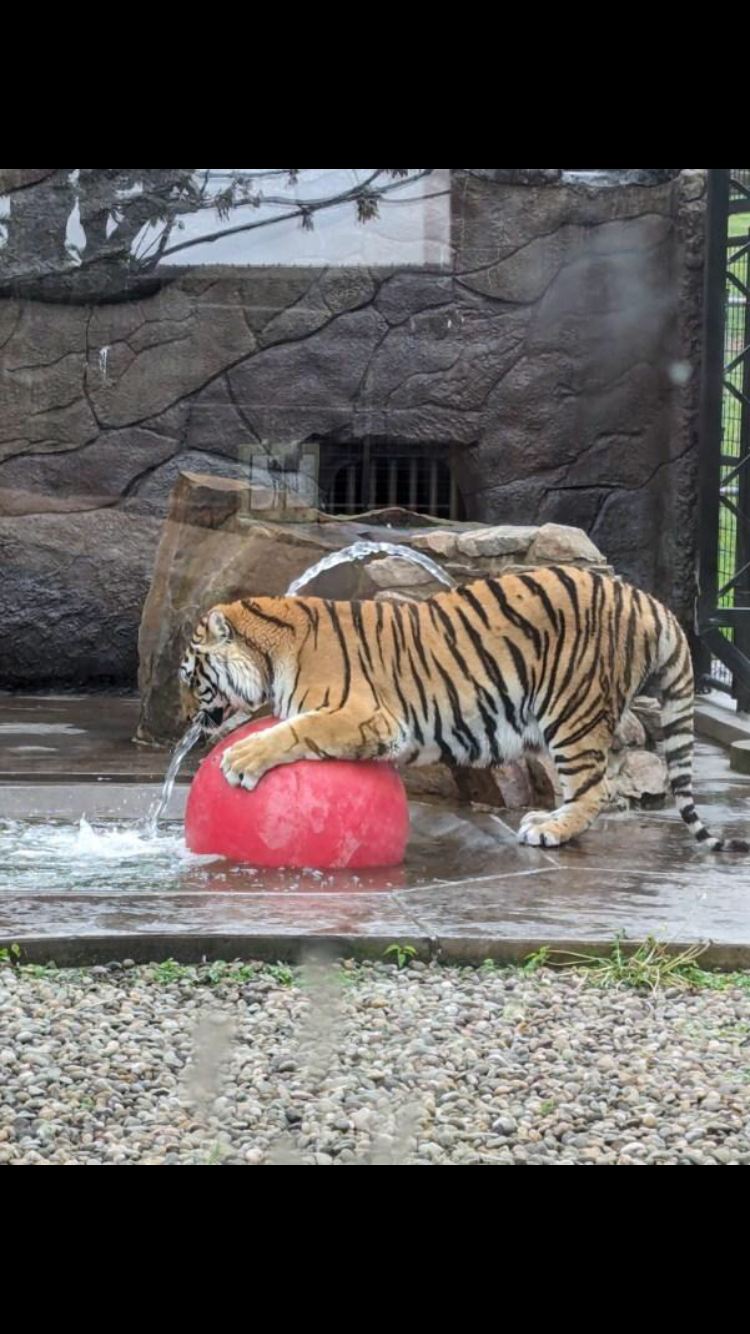 A tiger is playing with a red ball in the water.