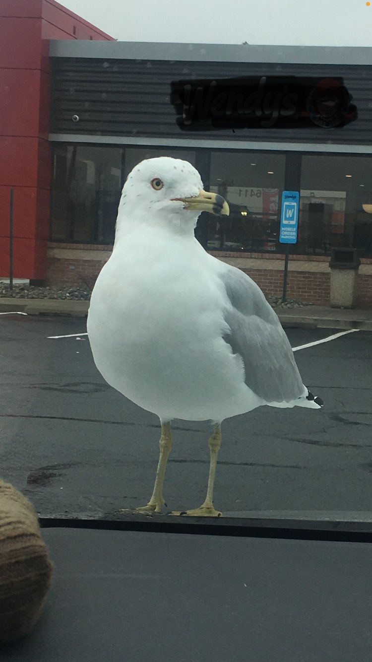 A seagull is standing in front of a wendy 's restaurant