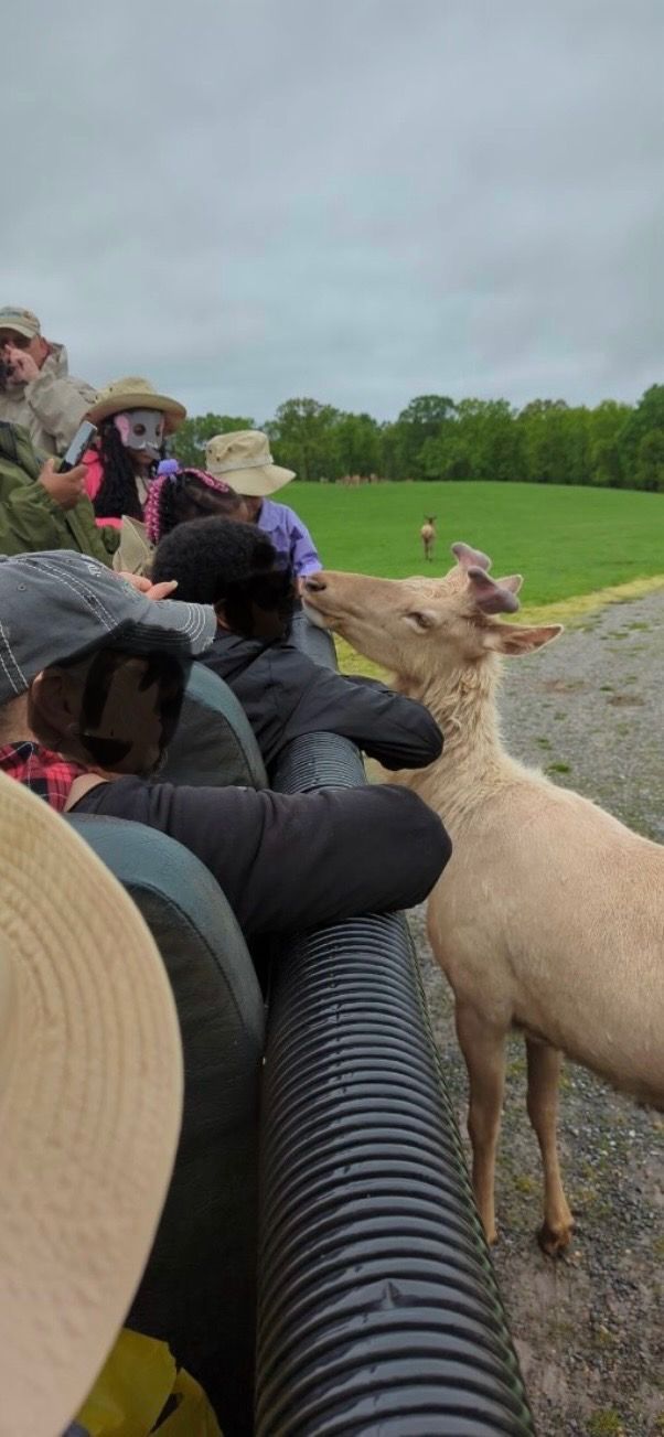 A group of people are feeding a deer from a truck.