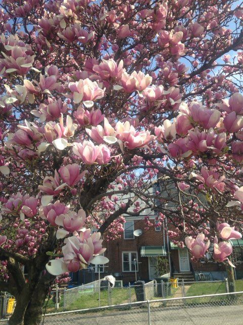 A tree with pink and white flowers in front of a house