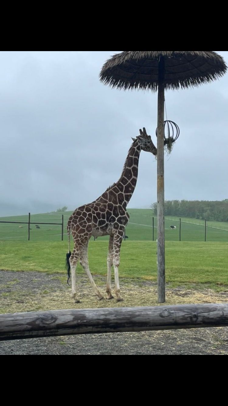 A giraffe is standing under an umbrella in a field.