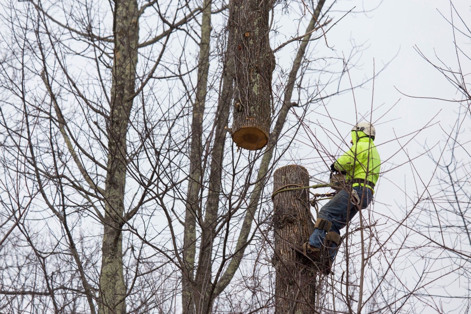 An image of Tree Removal in Cottonwood Heights, UT
