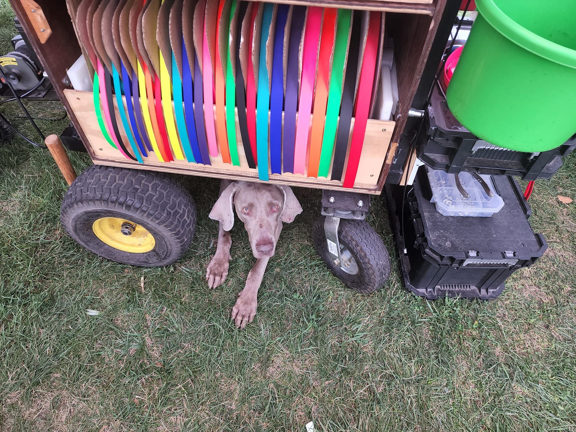Dog under a colorful cart with wheels and a green bin on grass