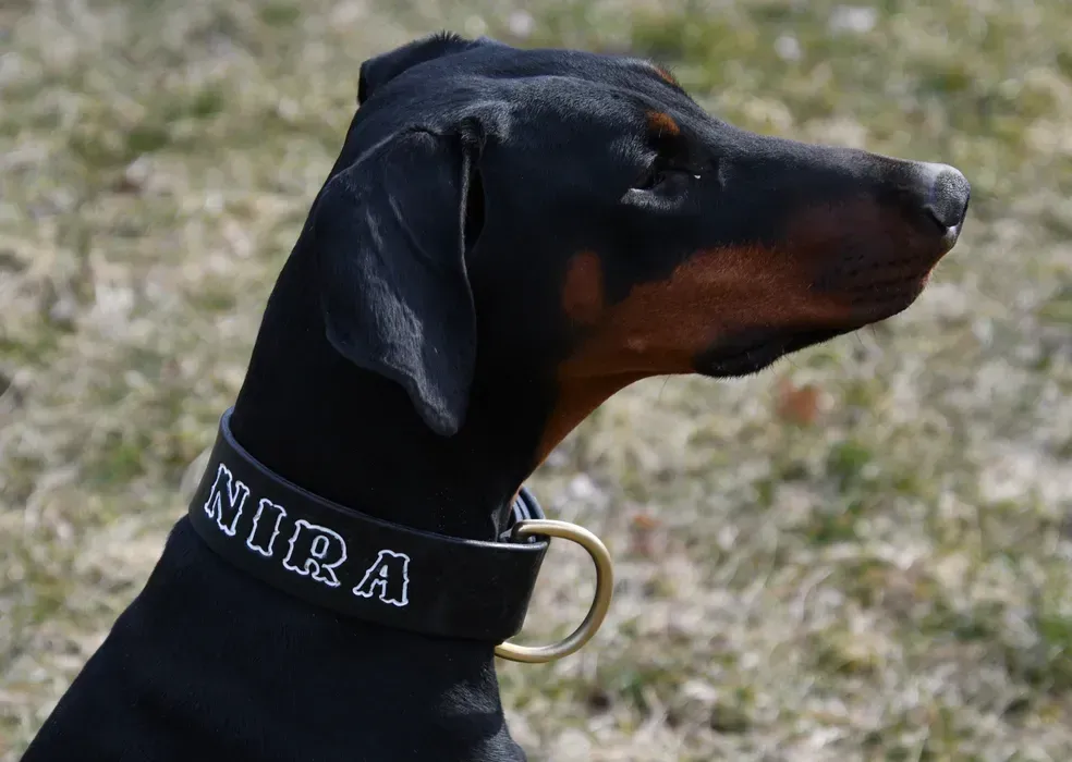 Dog Gear