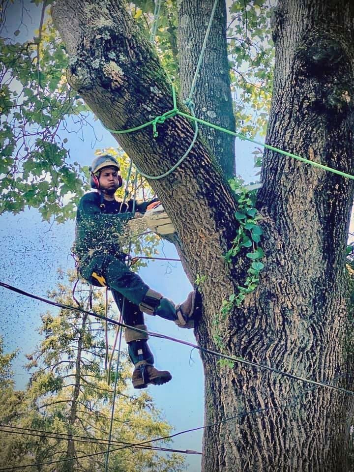 Tree climber wearing safety gear working among ropes in a tall tree near a forest canopy.