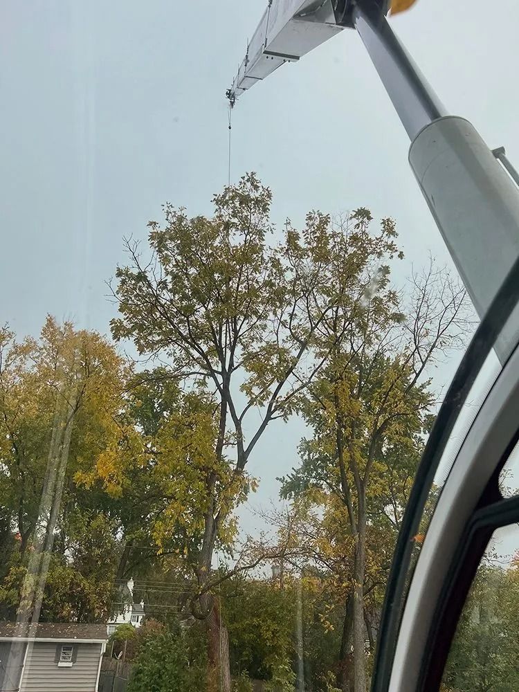 View from a vehicle window of trees with autumn leaves and a utility pole under a gray sky