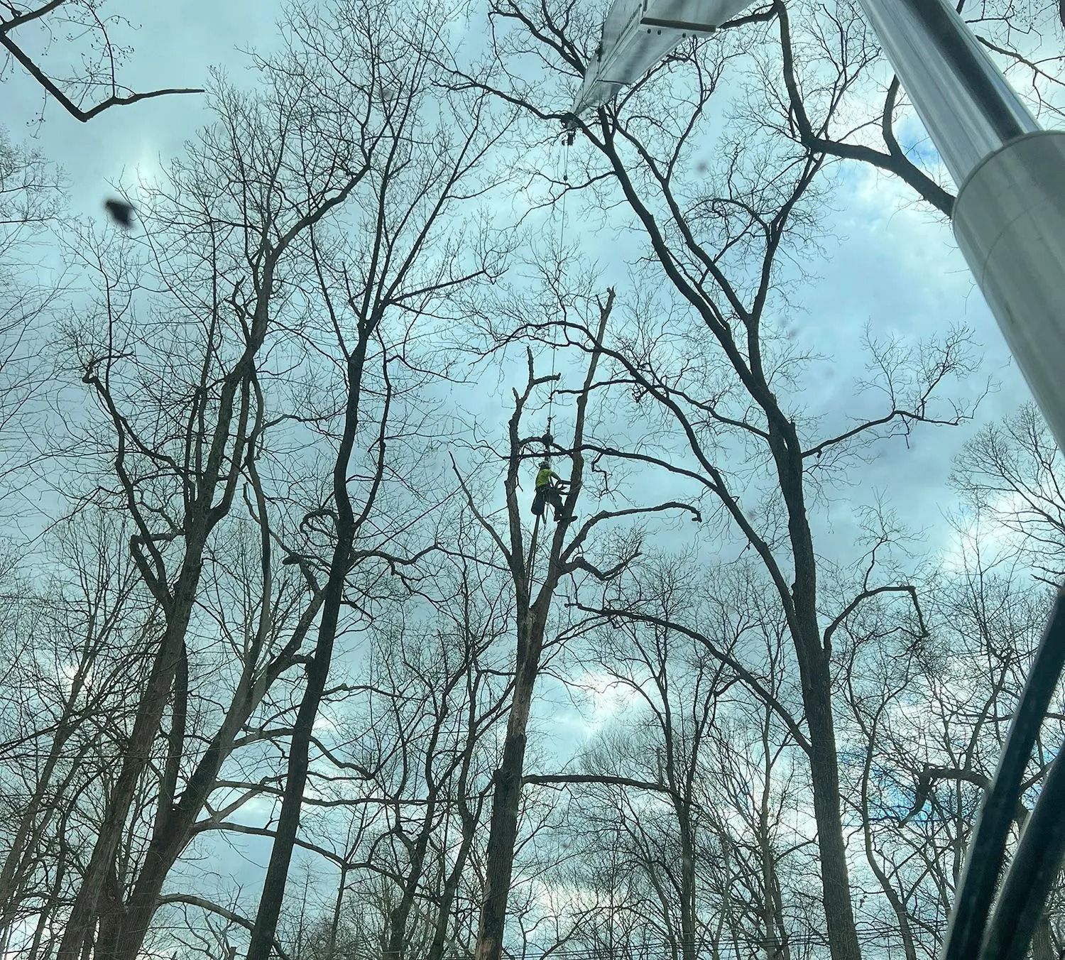 Bare tree branches against a cloudy blue sky, viewed from below