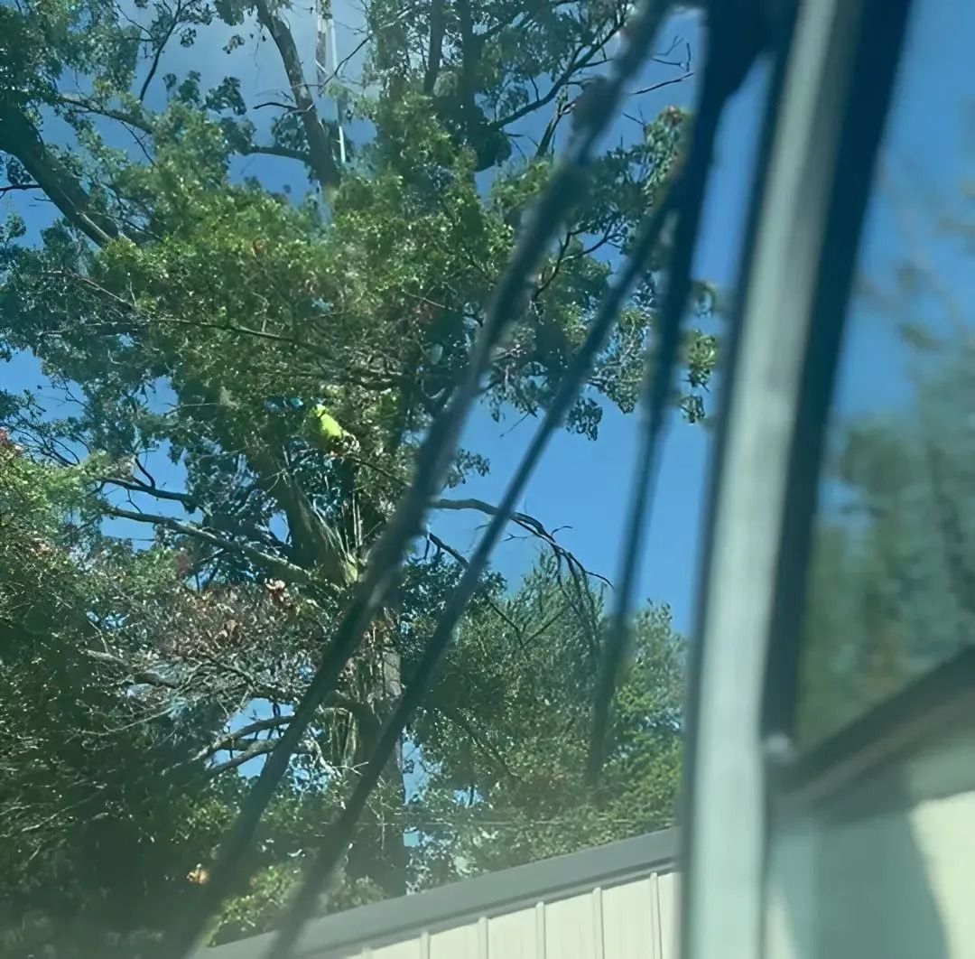 Tree branches over a white fence and blue sky, viewed from inside a car.