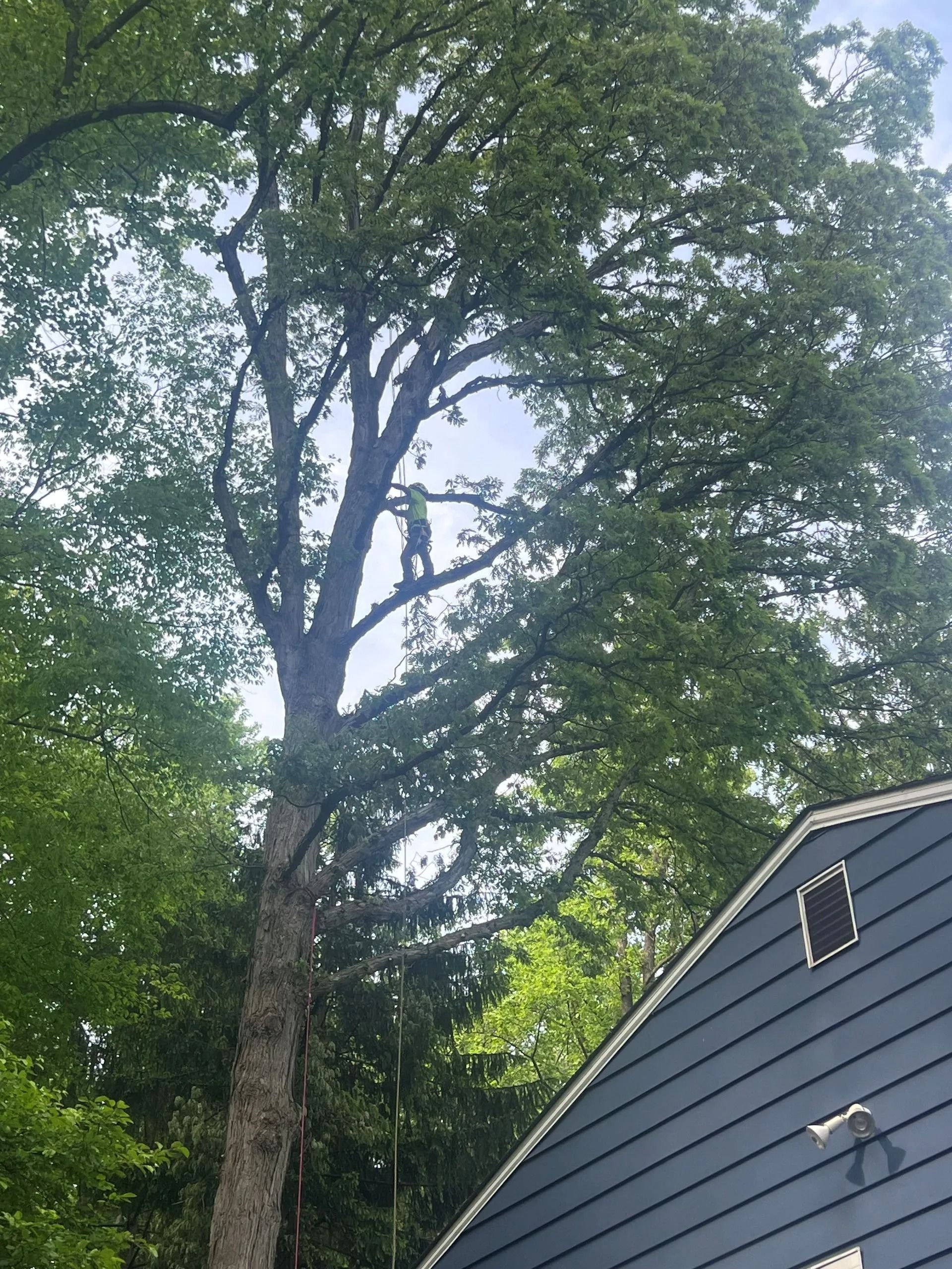 Tall tree beside a gray house roof under a cloudy sky