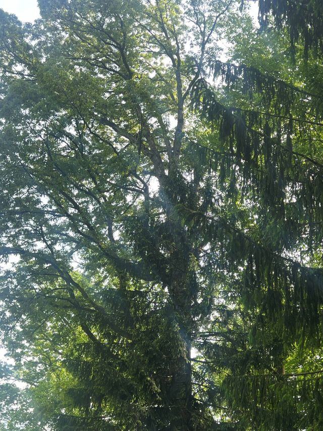 Sunlight filtering through dense green tree canopy against a bright sky
